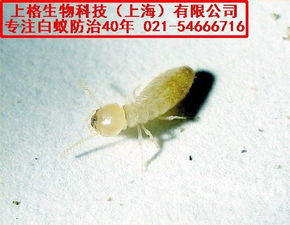 松江区灭白蚁公司怎么收费 上海灭鼠防虫服务